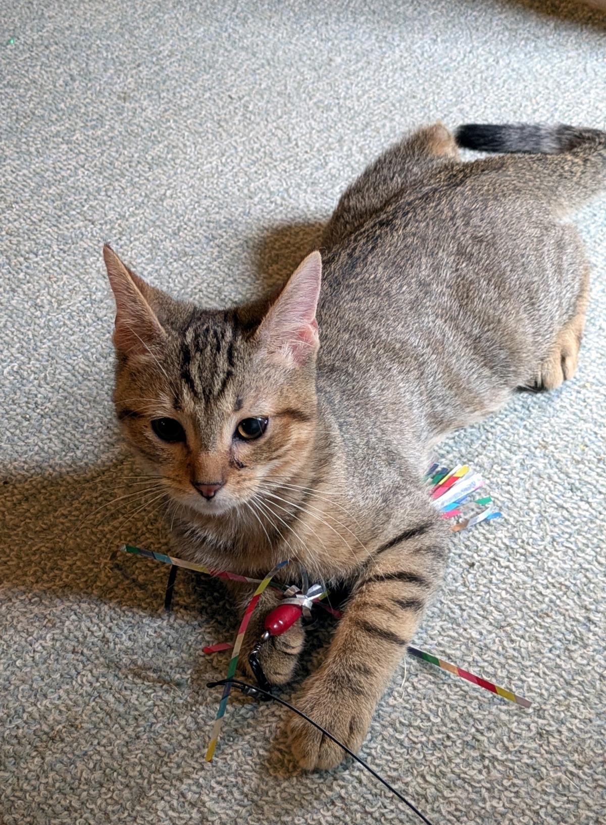 Tigger #260813-K4: Male Cat