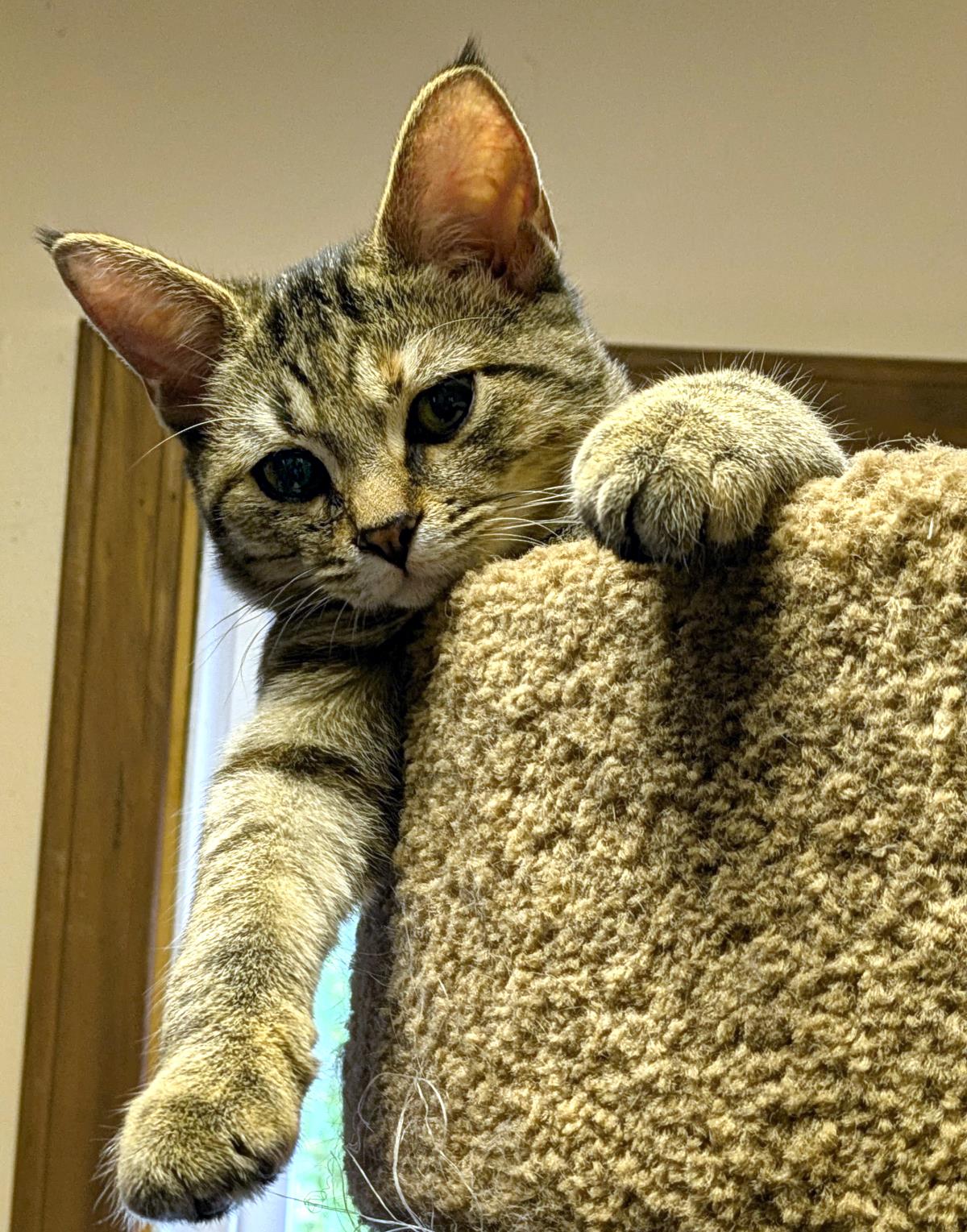 Daisy #260813-K2: Female Cat