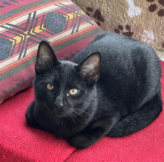 Ace #260910-K6: Male Cat