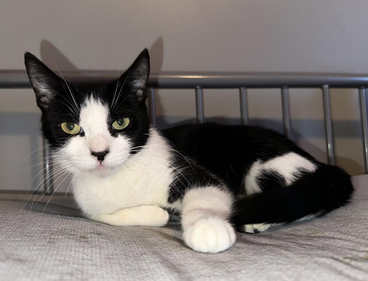 Angel #241212-Q: Female Cat
