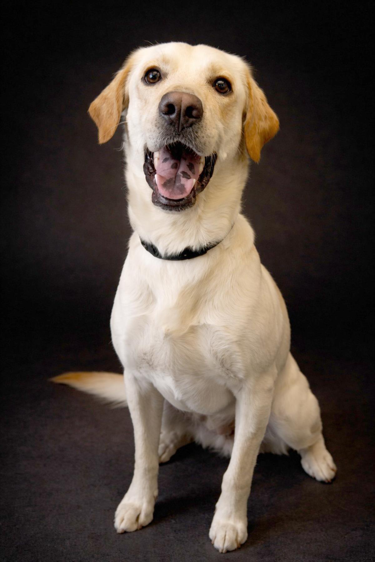 Ryder #260117: Male Dog