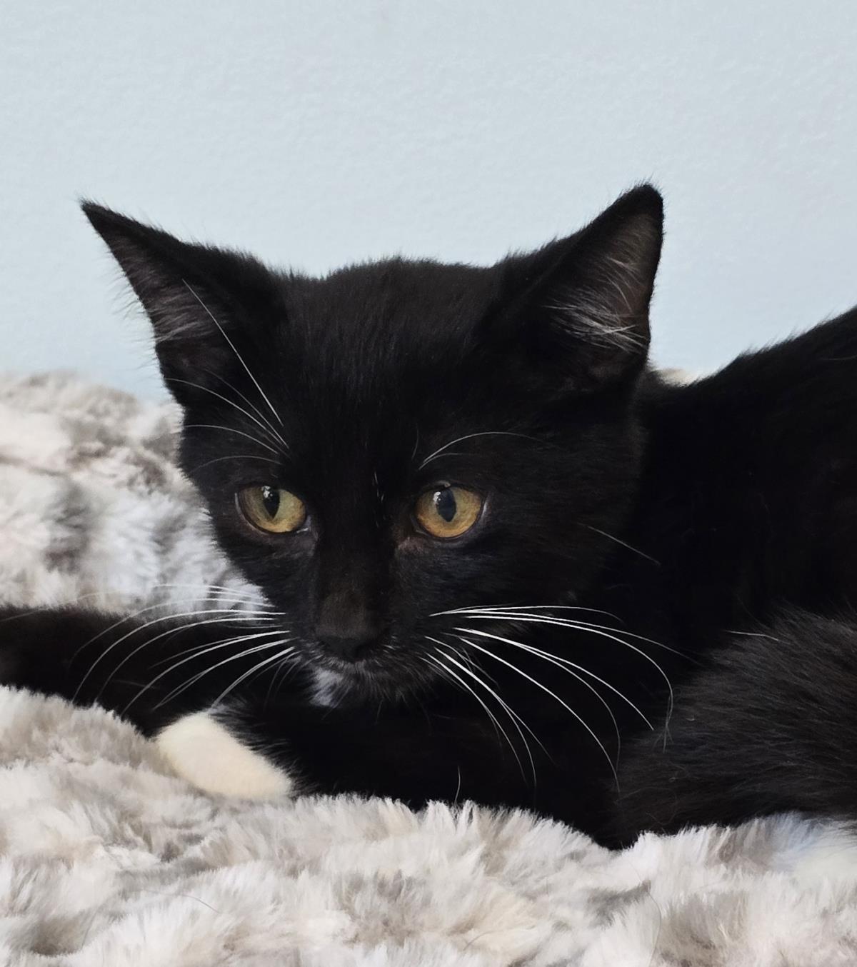 Benny #260902-K2: Male Cat