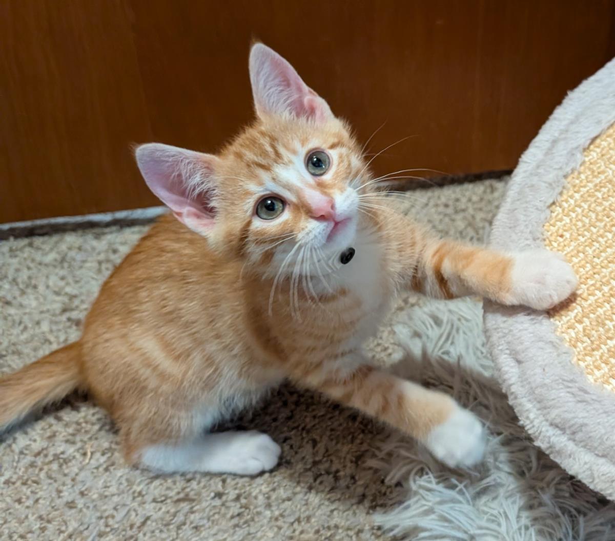 Butternut #260430-K3: Male Cat