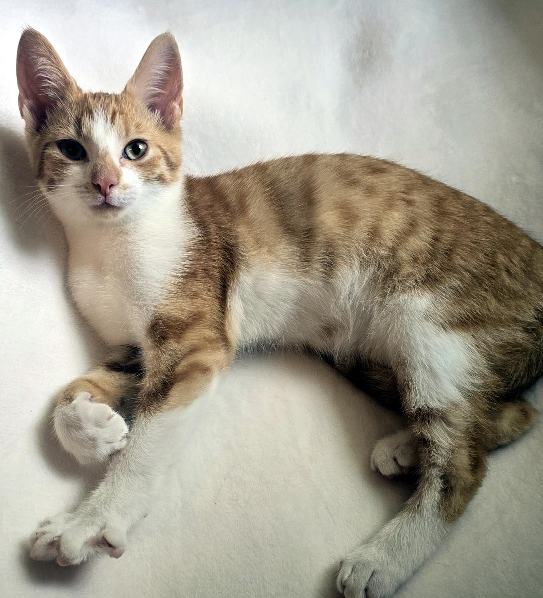 Colby #260814-K1: Male Cat