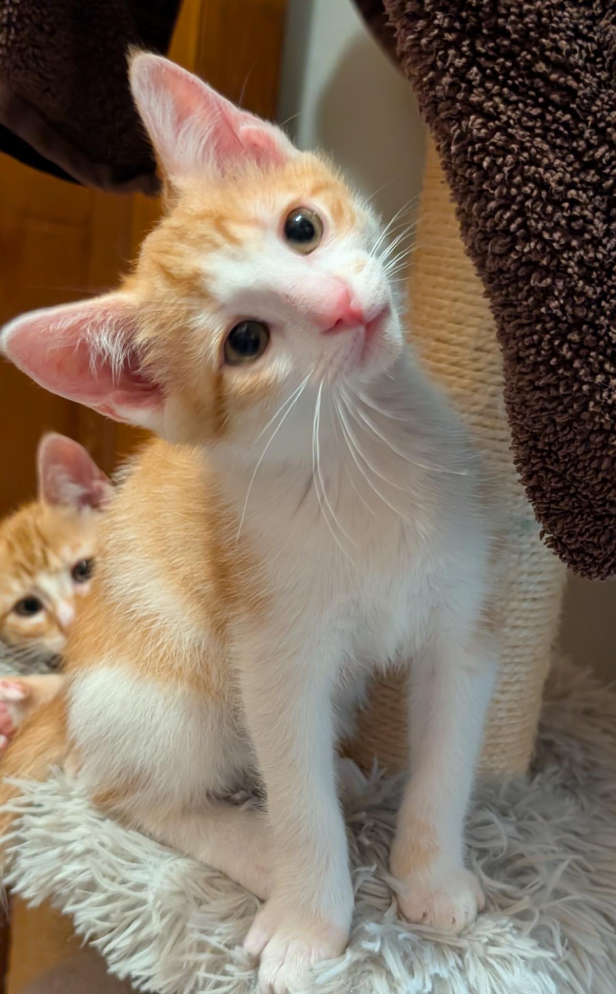 Cypress #260430-K4: Male Cat