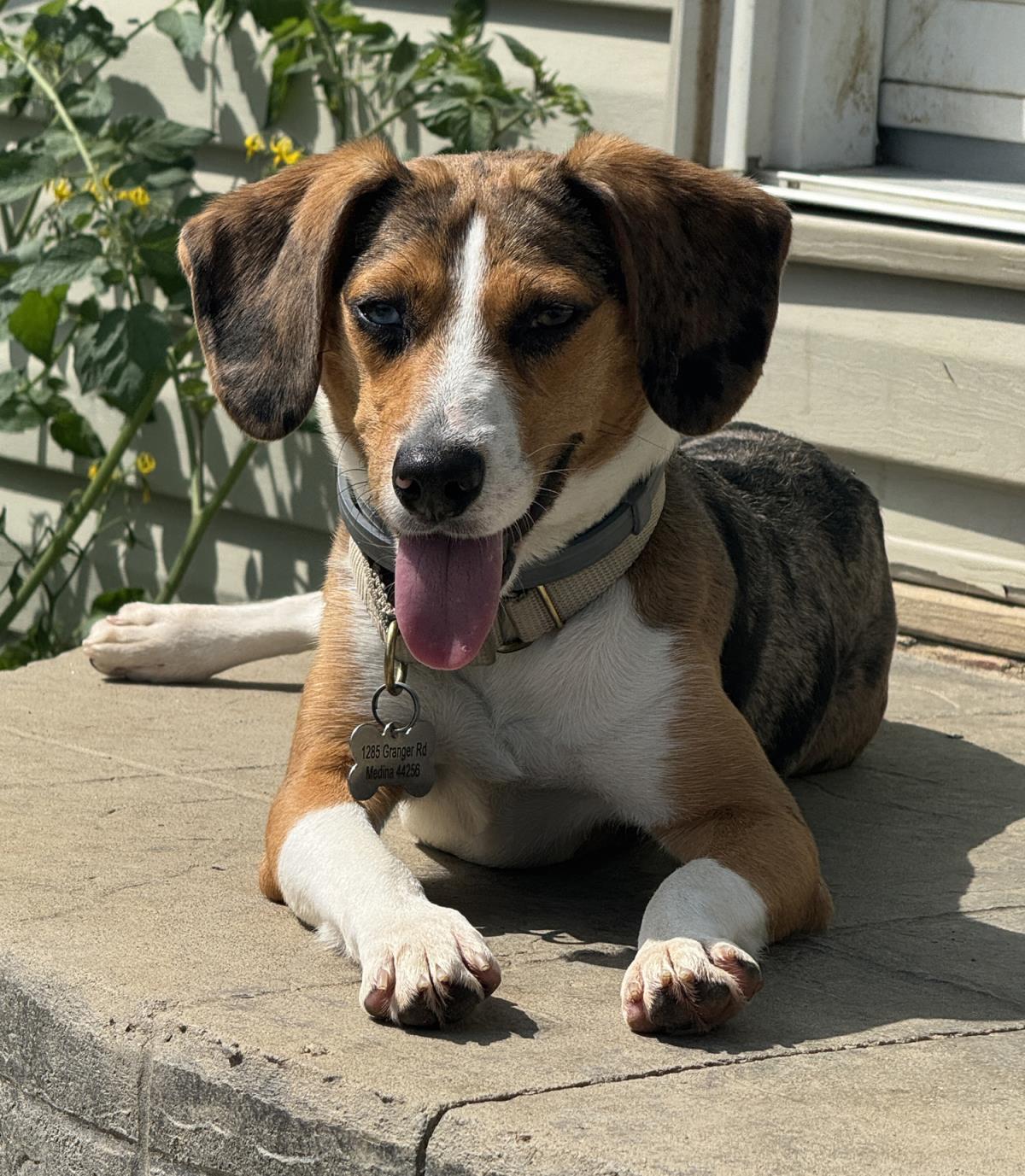 Tootie #260814: Female Dog