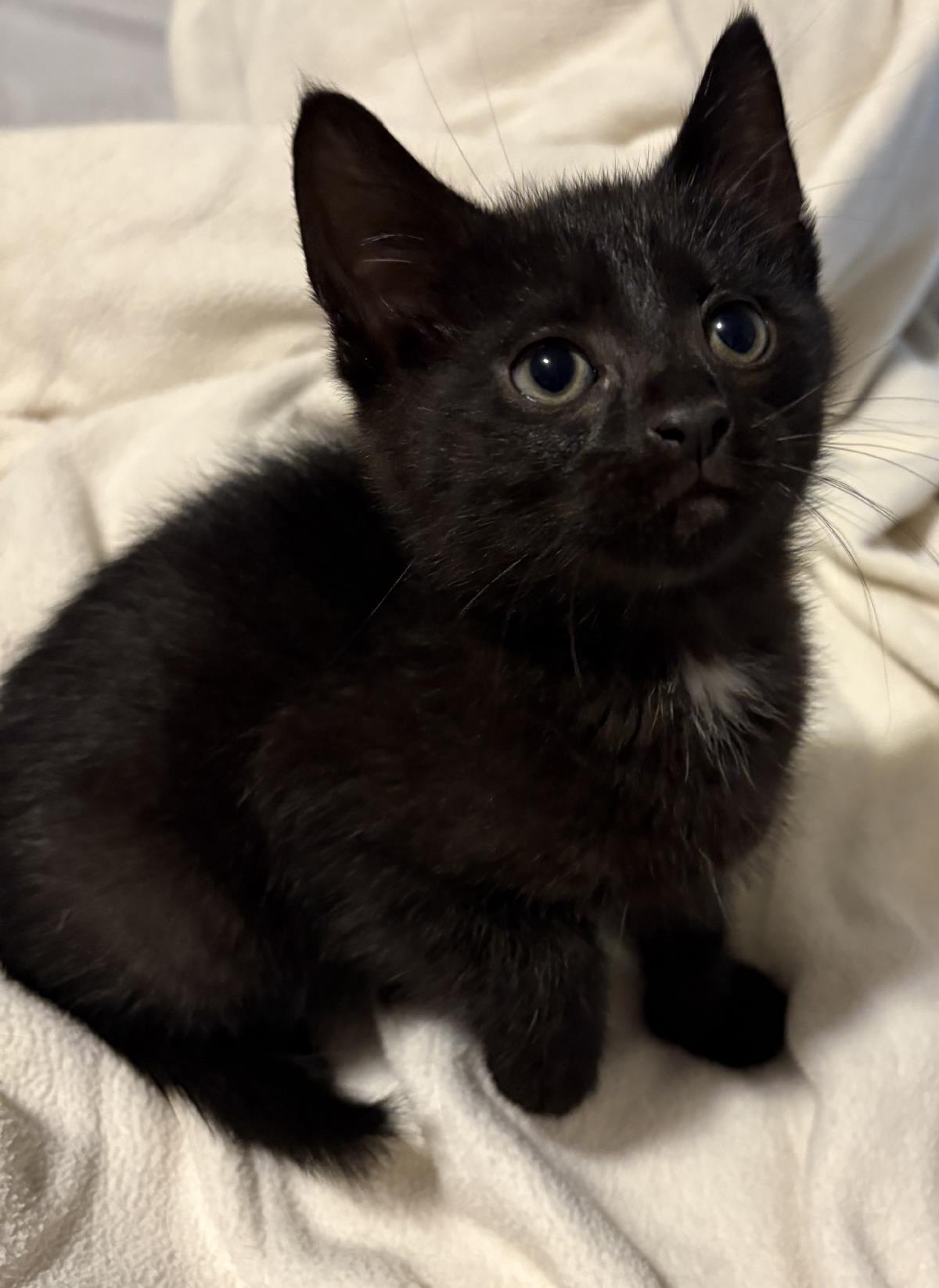 Geo #250410-K4: Male Cat