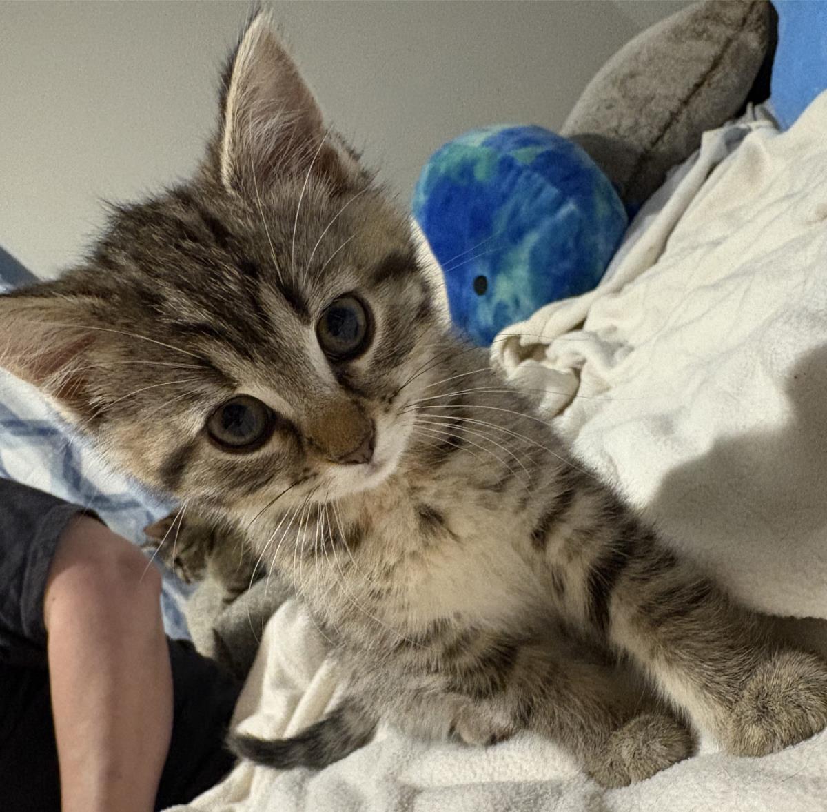 GiGi #250410-K2: Female Cat