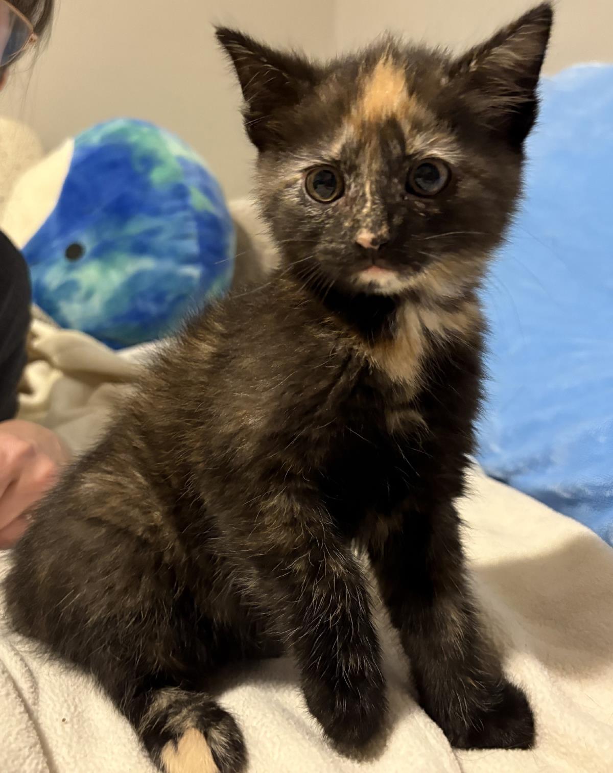 Gizmo #250410-K1: Female Cat