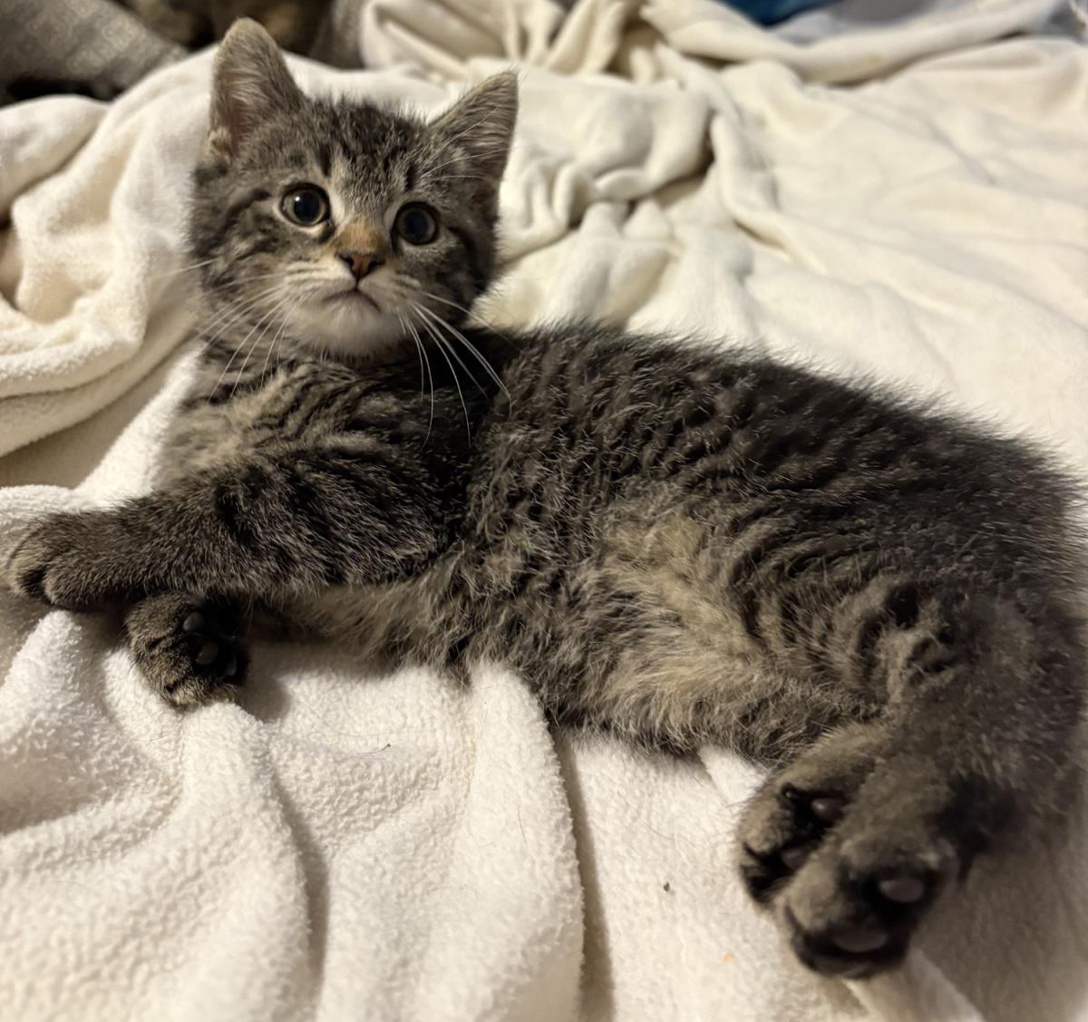 Grey #250410-K5: Male Cat