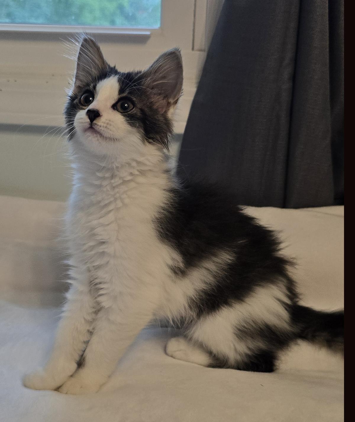 Jasmine #260717-K2: Female Cat