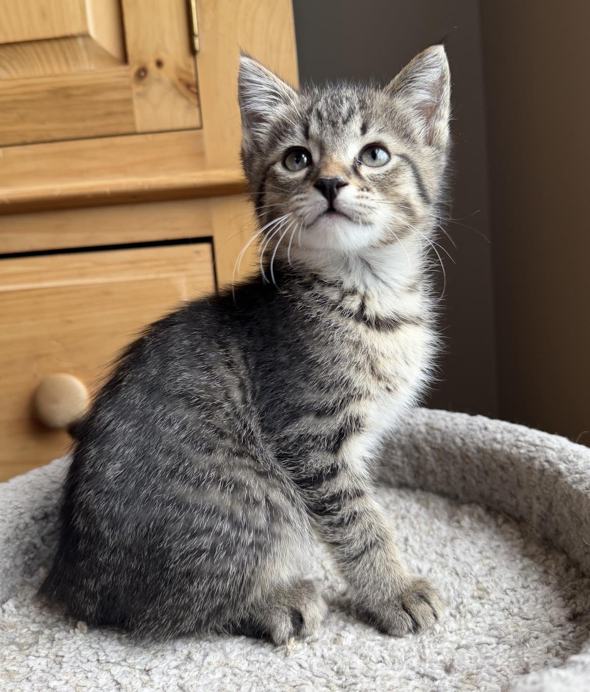 Leo #260804-K4: Male Cat
