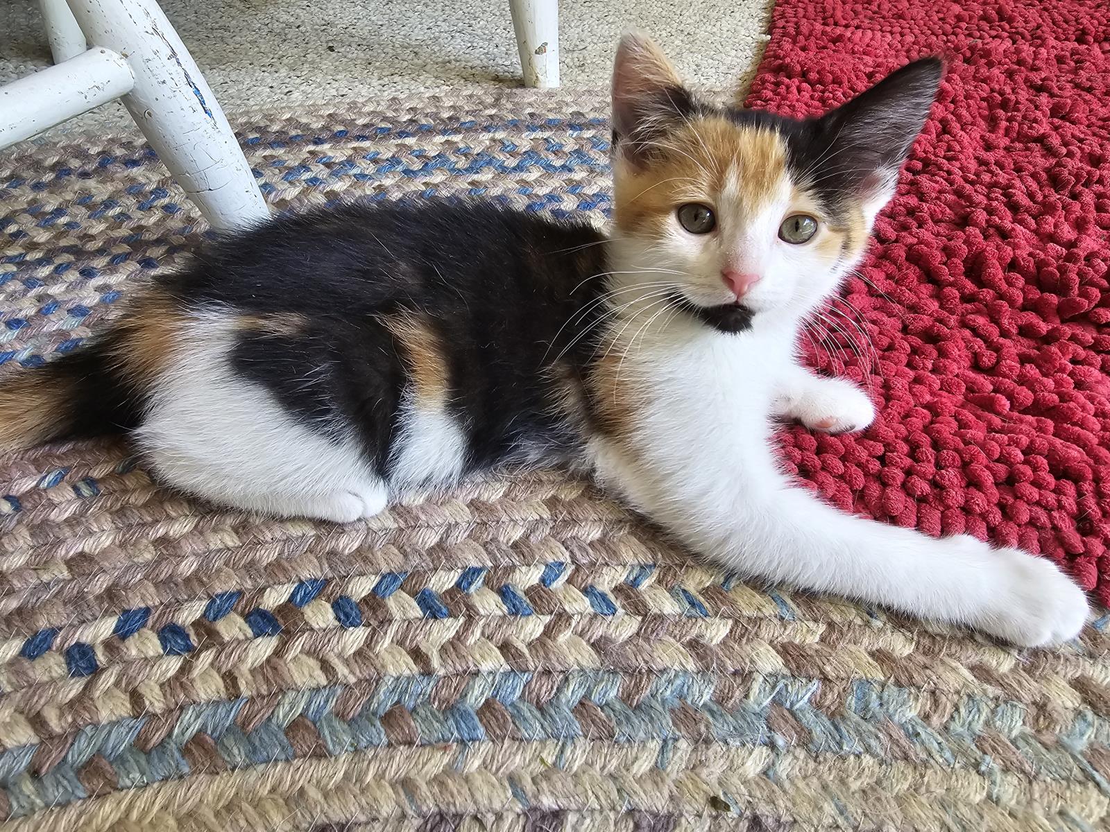 Penny Lane-Adoption Pending #240425-K1: Female Cat