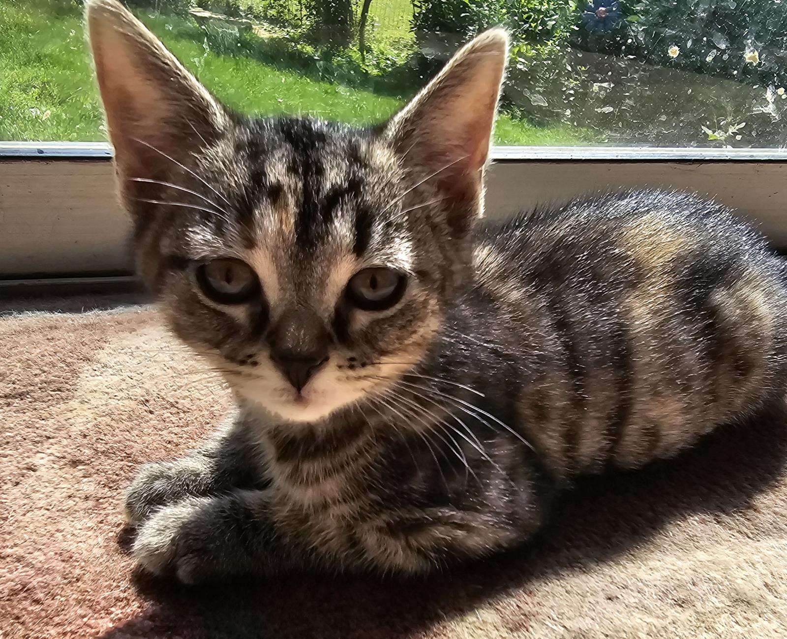 Petunia-Adoption Pending #240425-K2: Female Cat