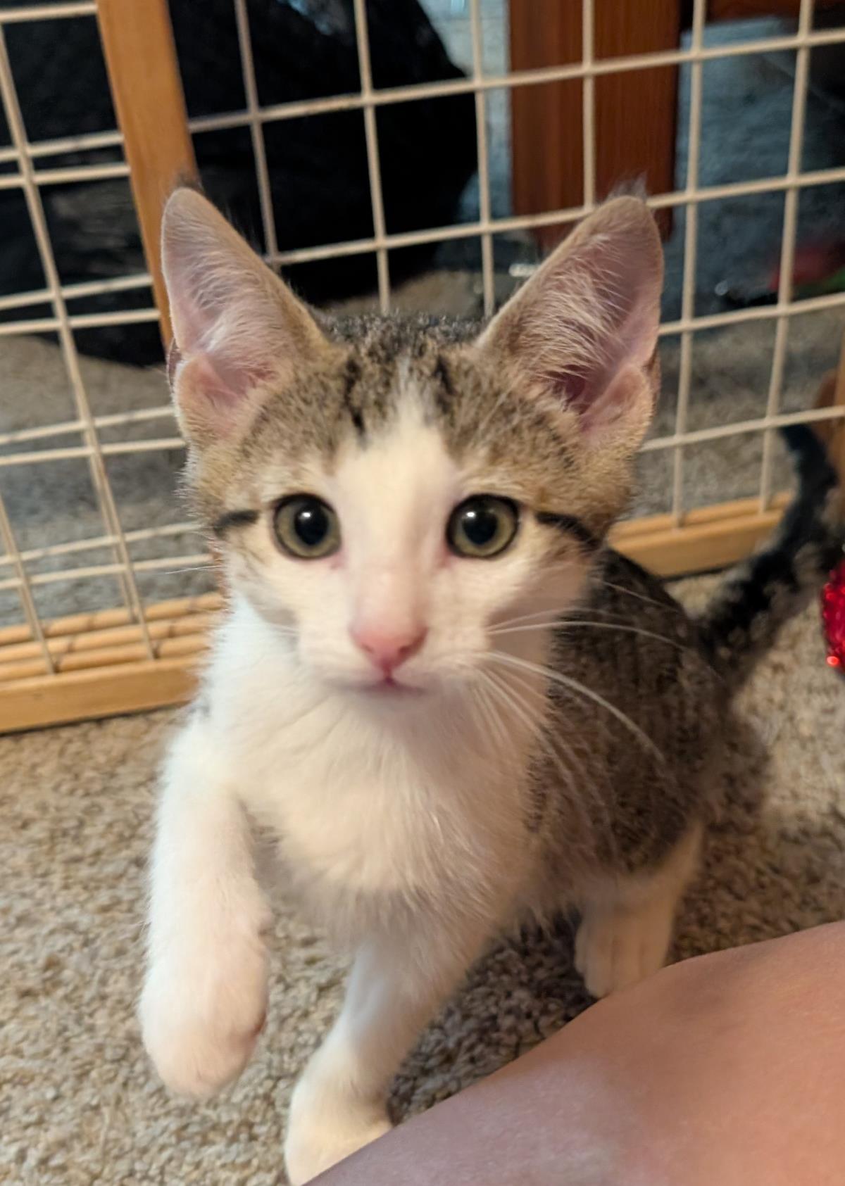 Pine #260430-K2: Male Cat