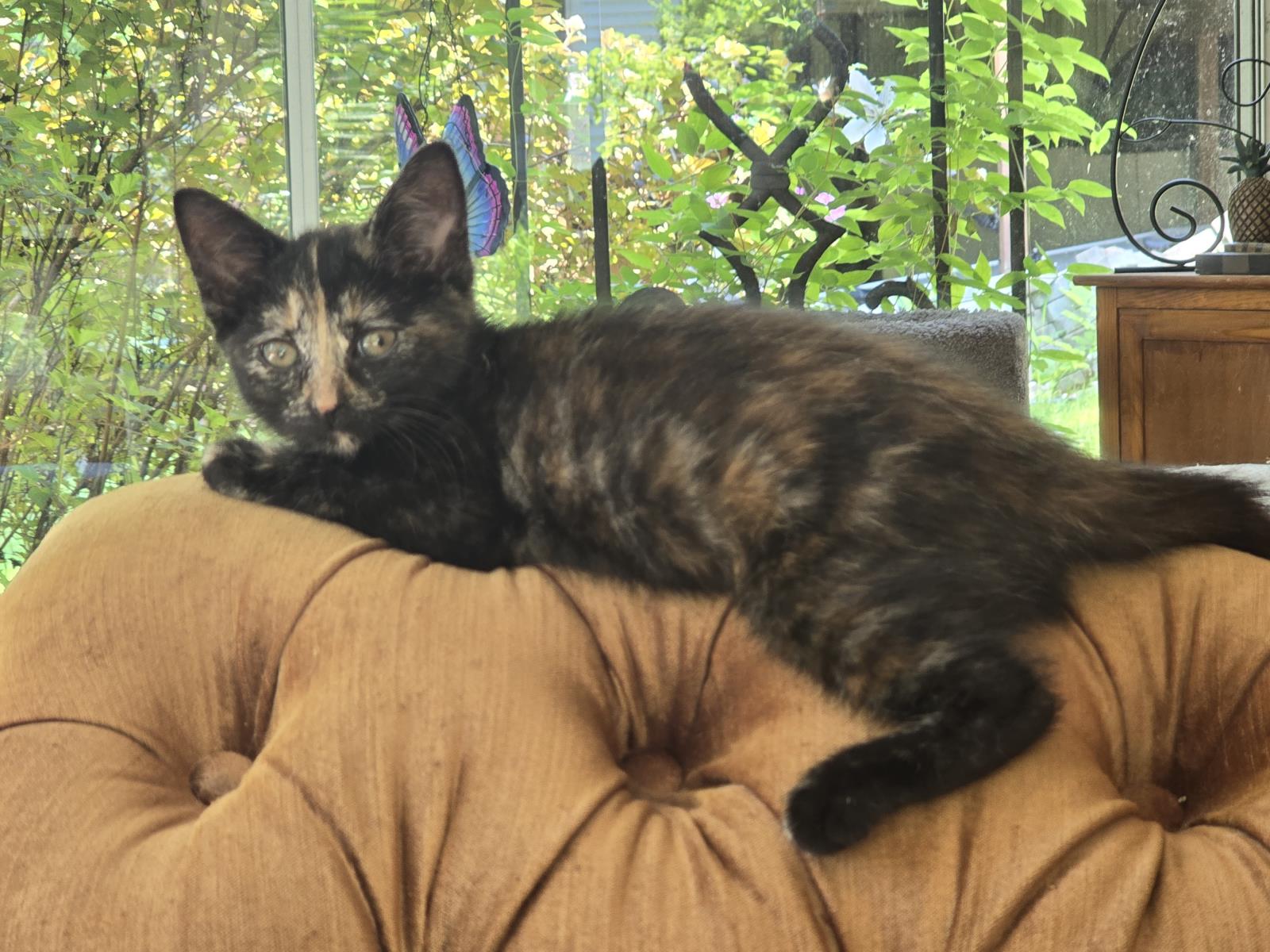 Pricilla-Adoption Pending #240425-K3: Female Cat