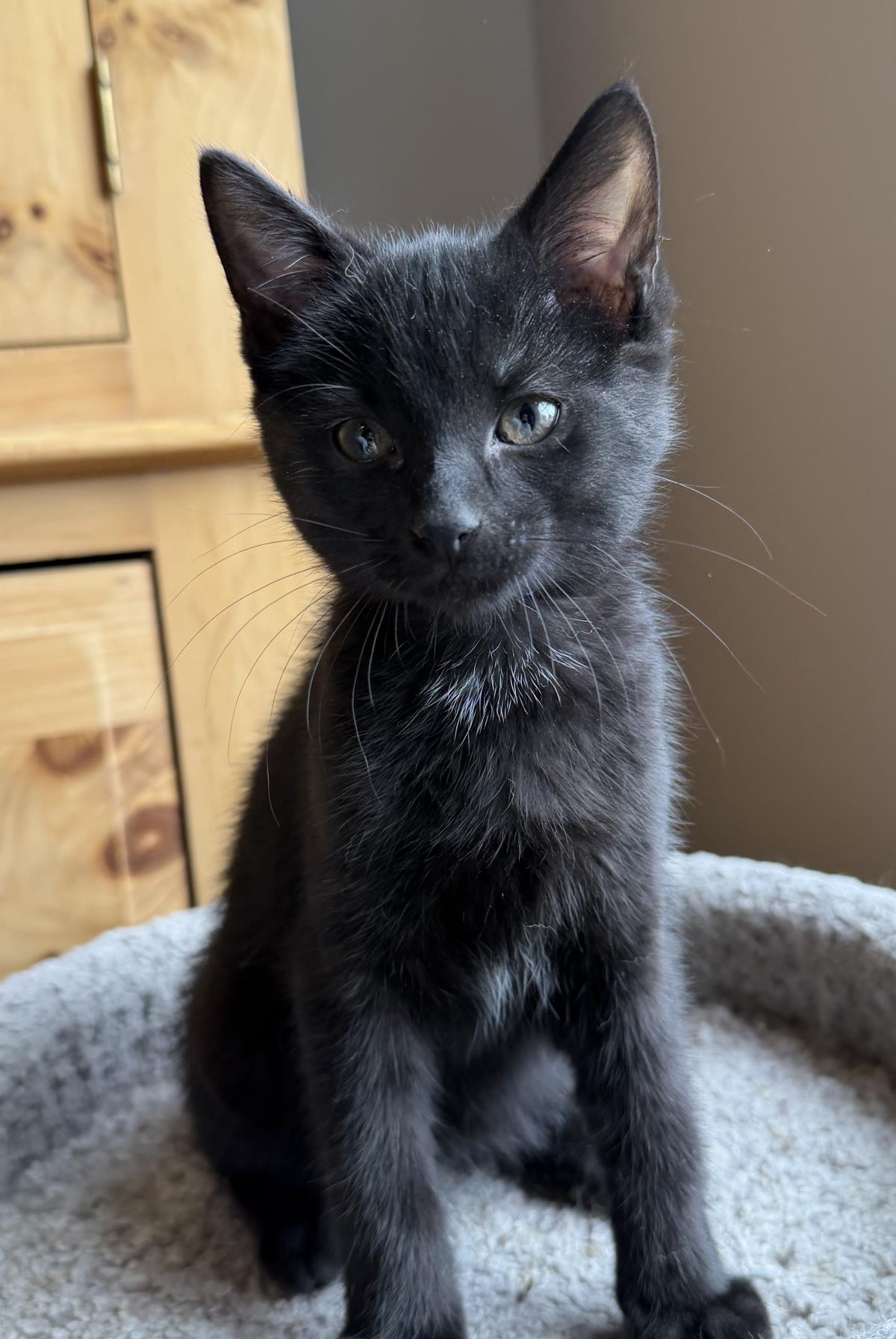 Reba #260804-K2: Female Cat