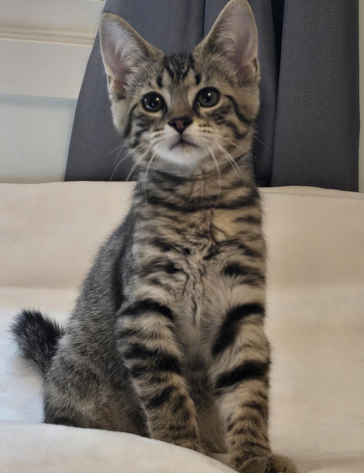 Simba #260717-K3: Male Cat
