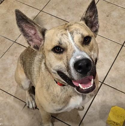Smokey Joe #260811: Male Dog