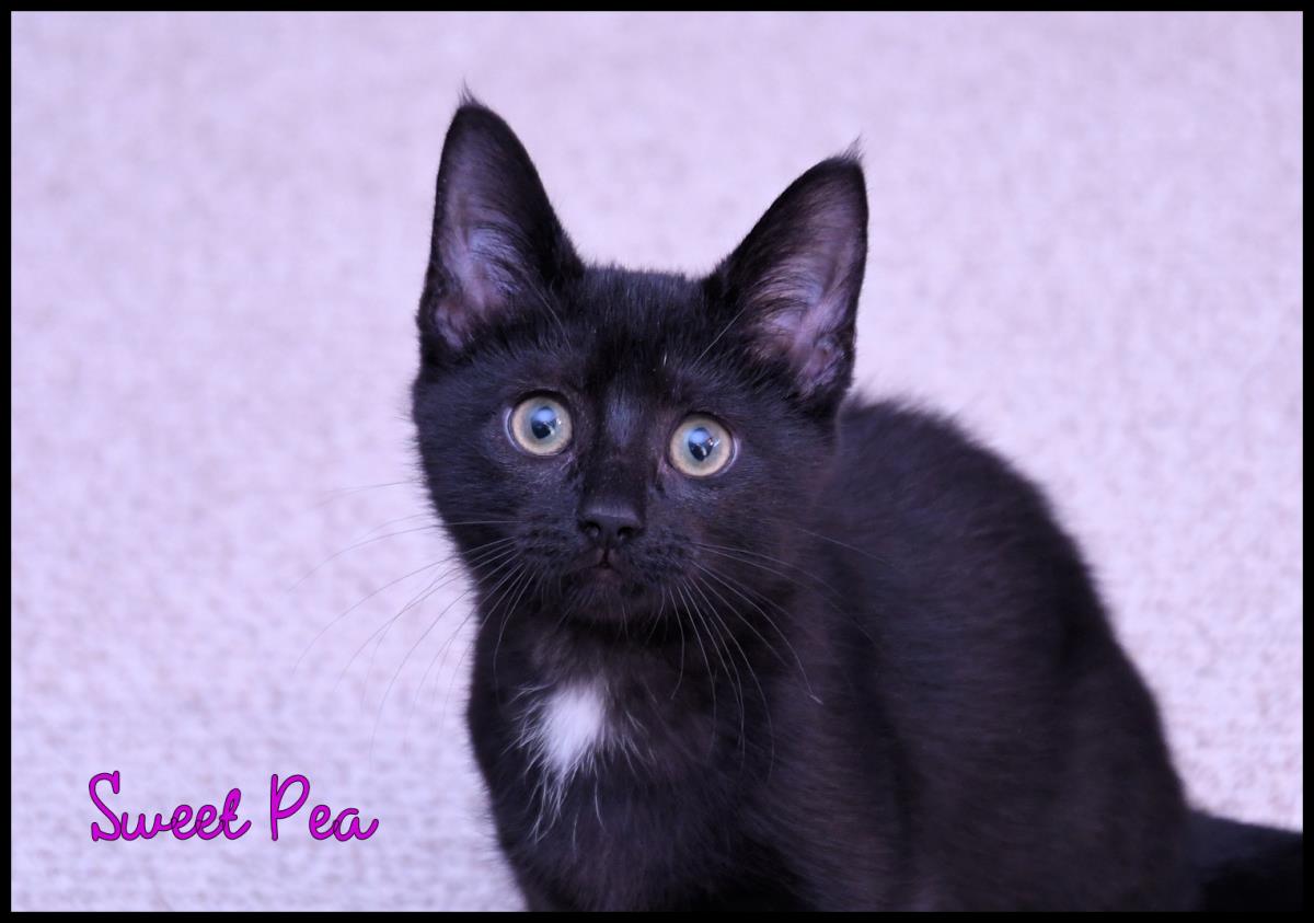 Sweet Pea #260809-K1: Female Cat