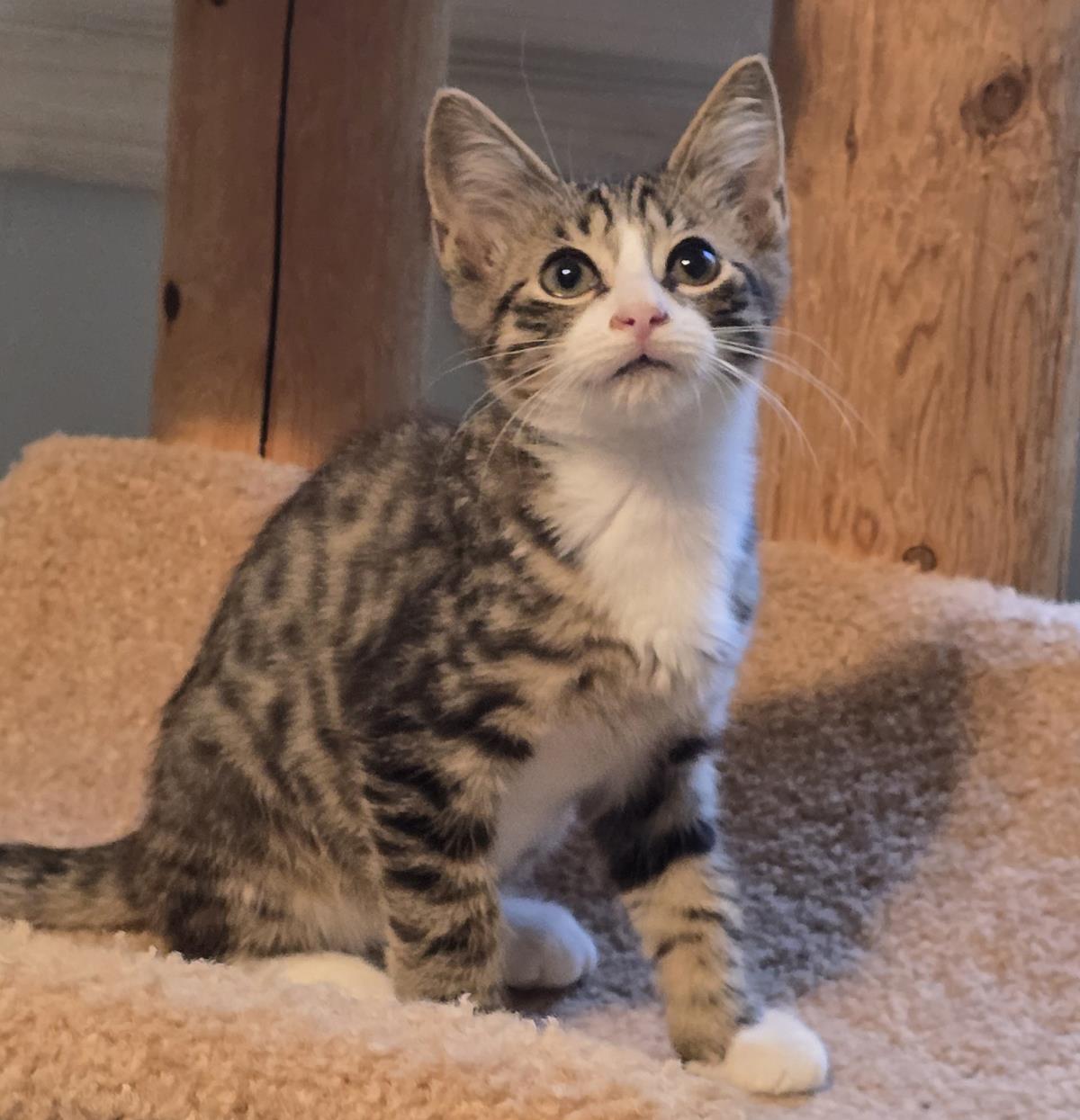 Tony #260902-K3: Male Cat