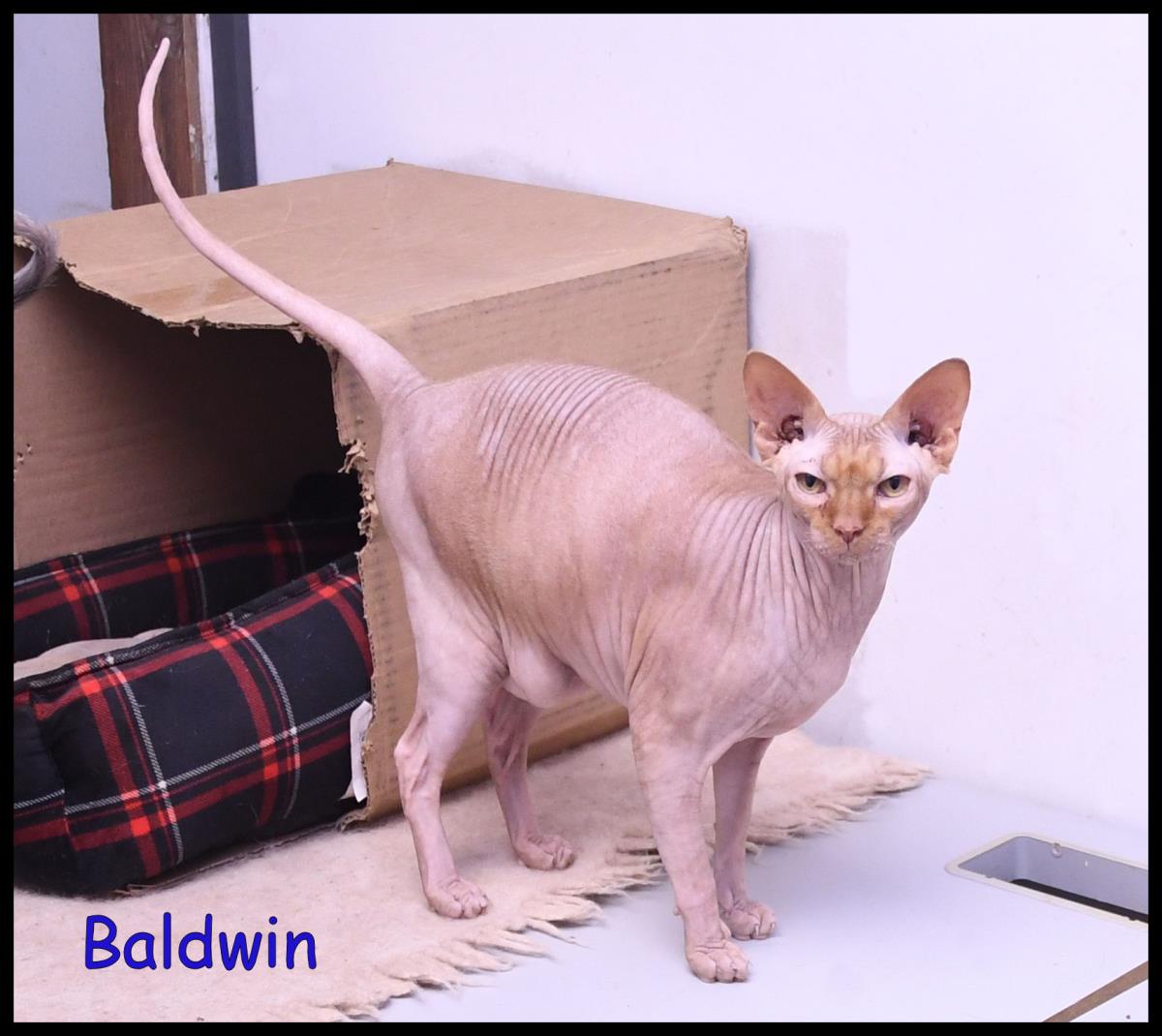 Baldwin