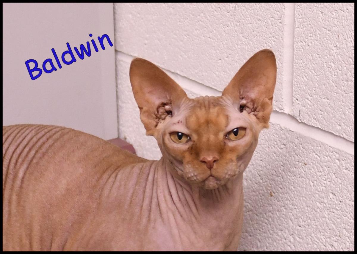 Baldwin