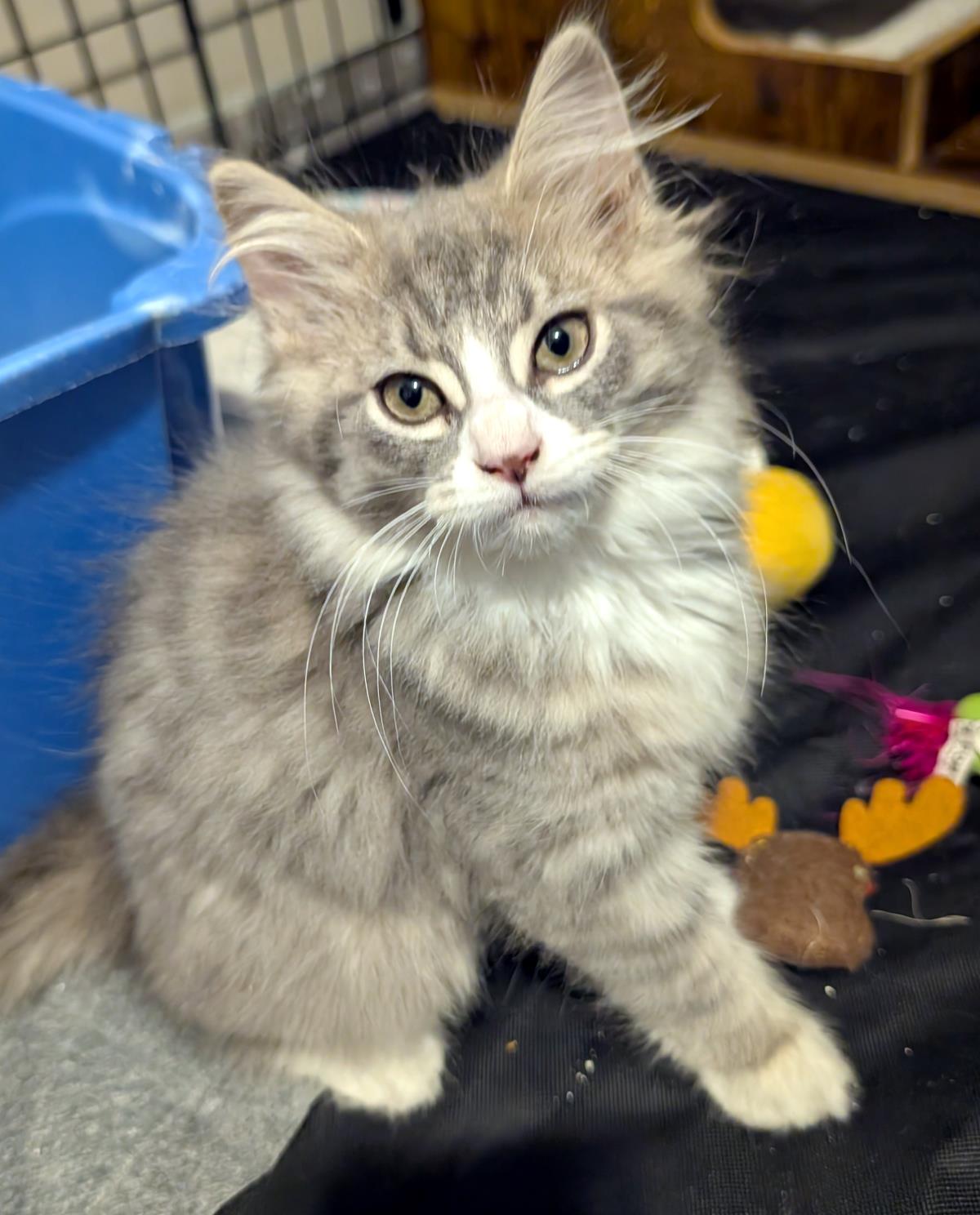 Gary  ADOPTED!