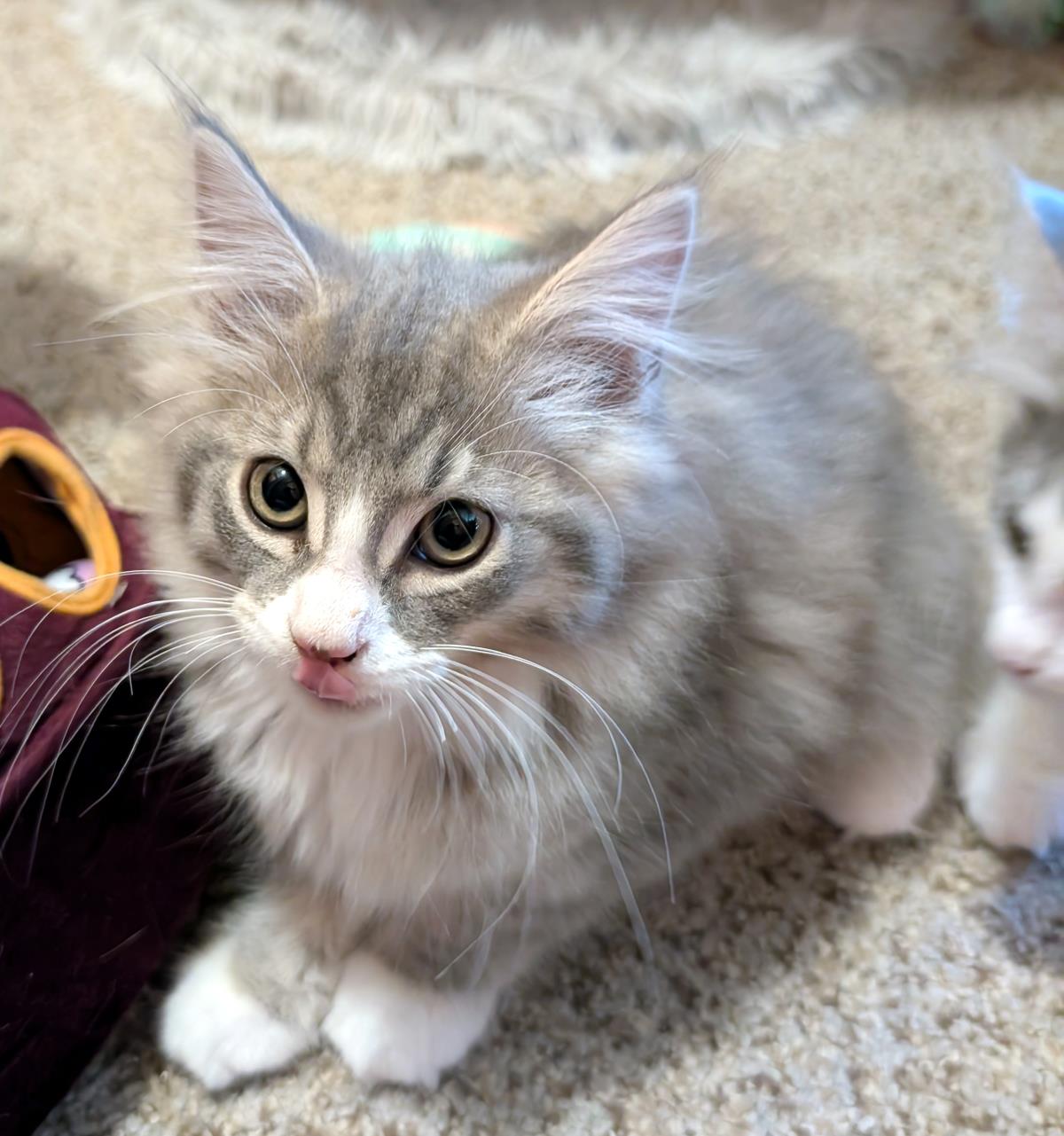 Gary  ADOPTED!