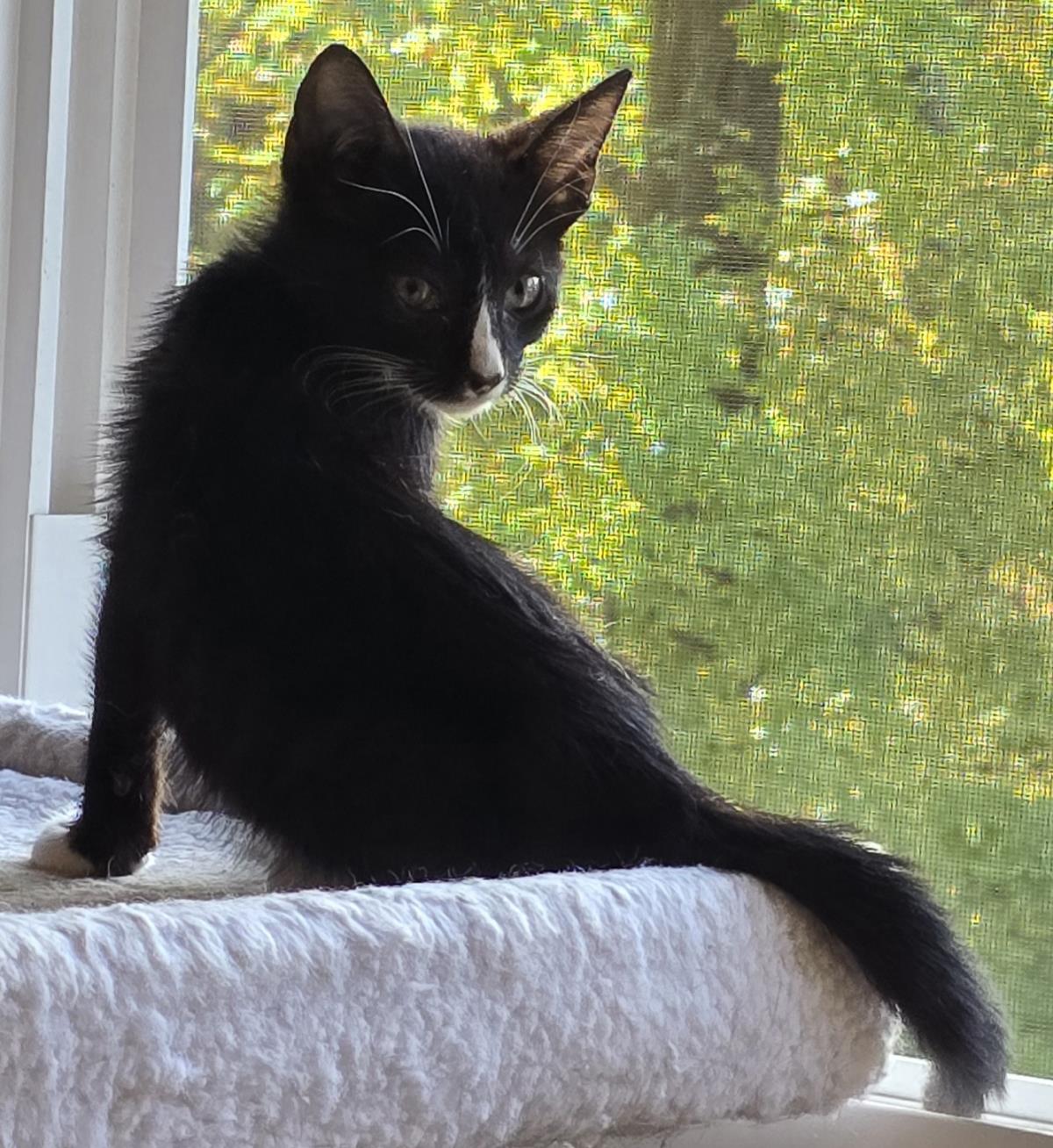 Houdini