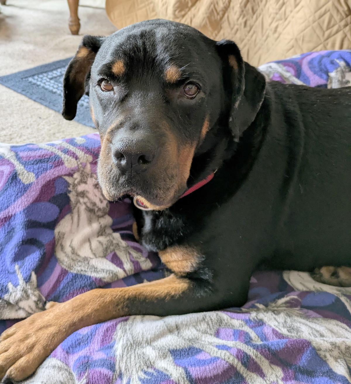 Josie