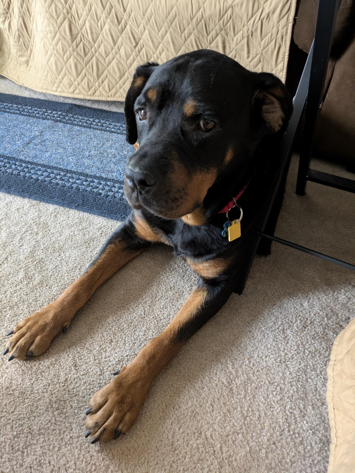 Josie