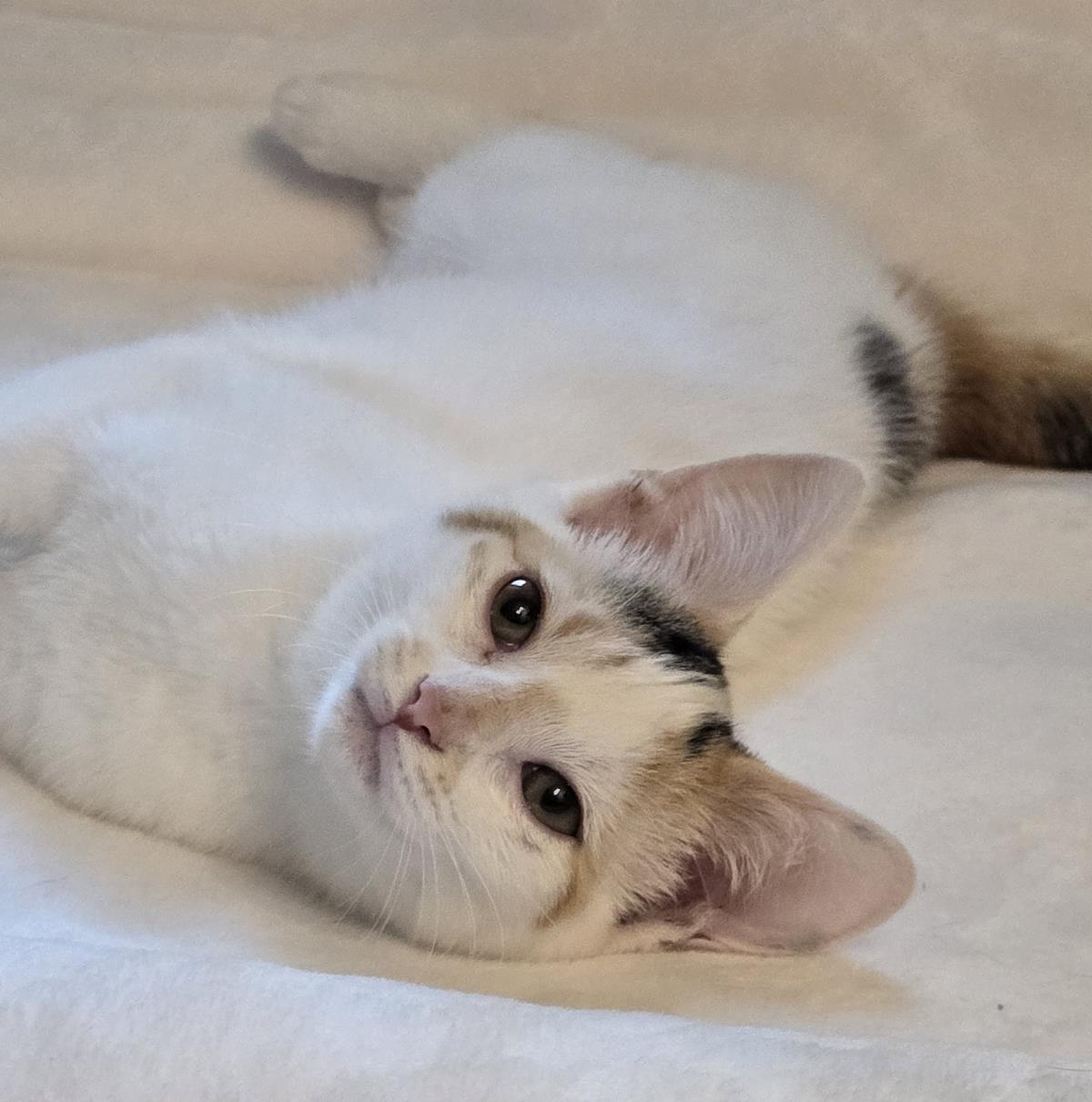 Lily