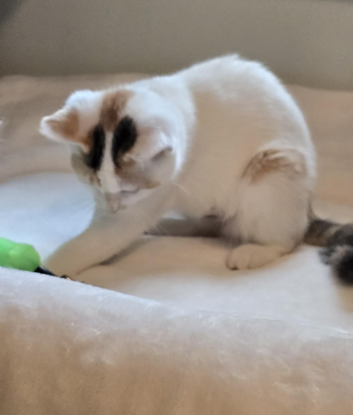Lily