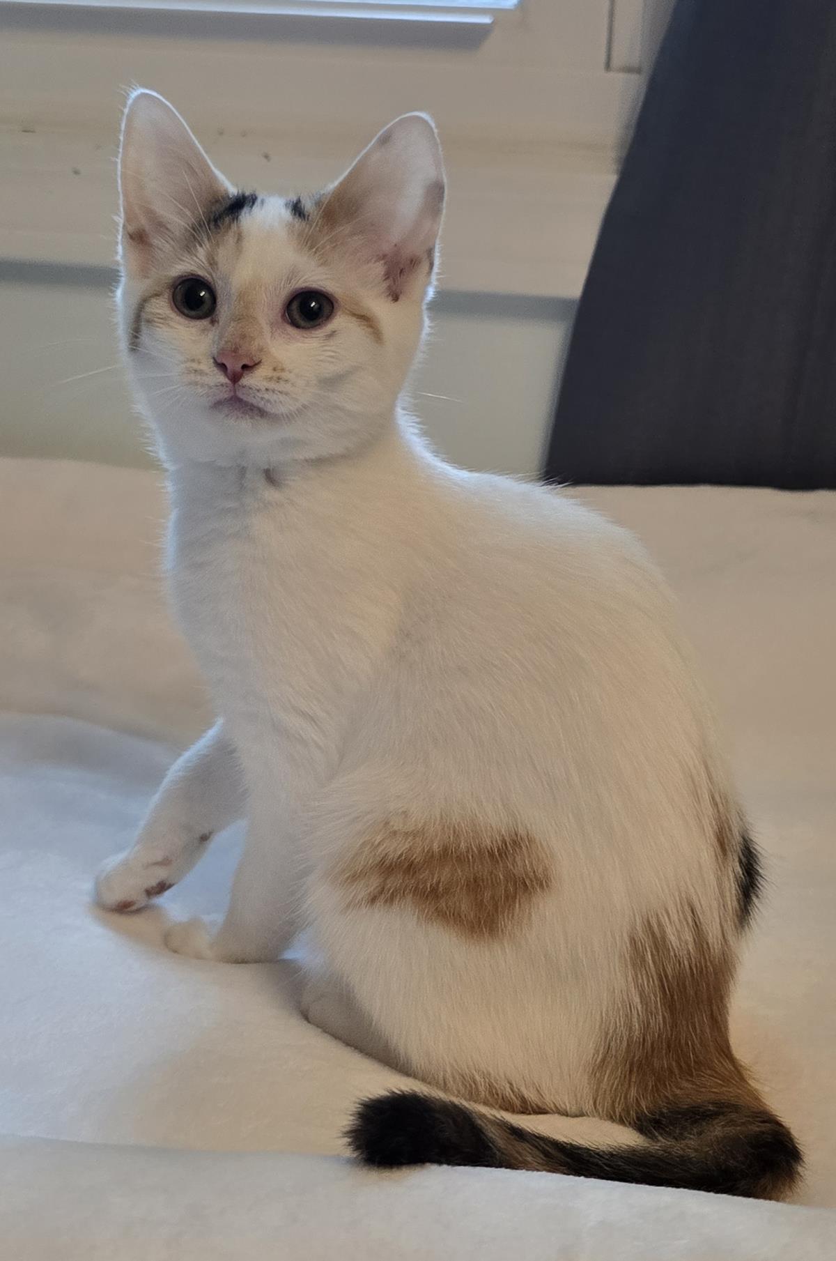 Lily
