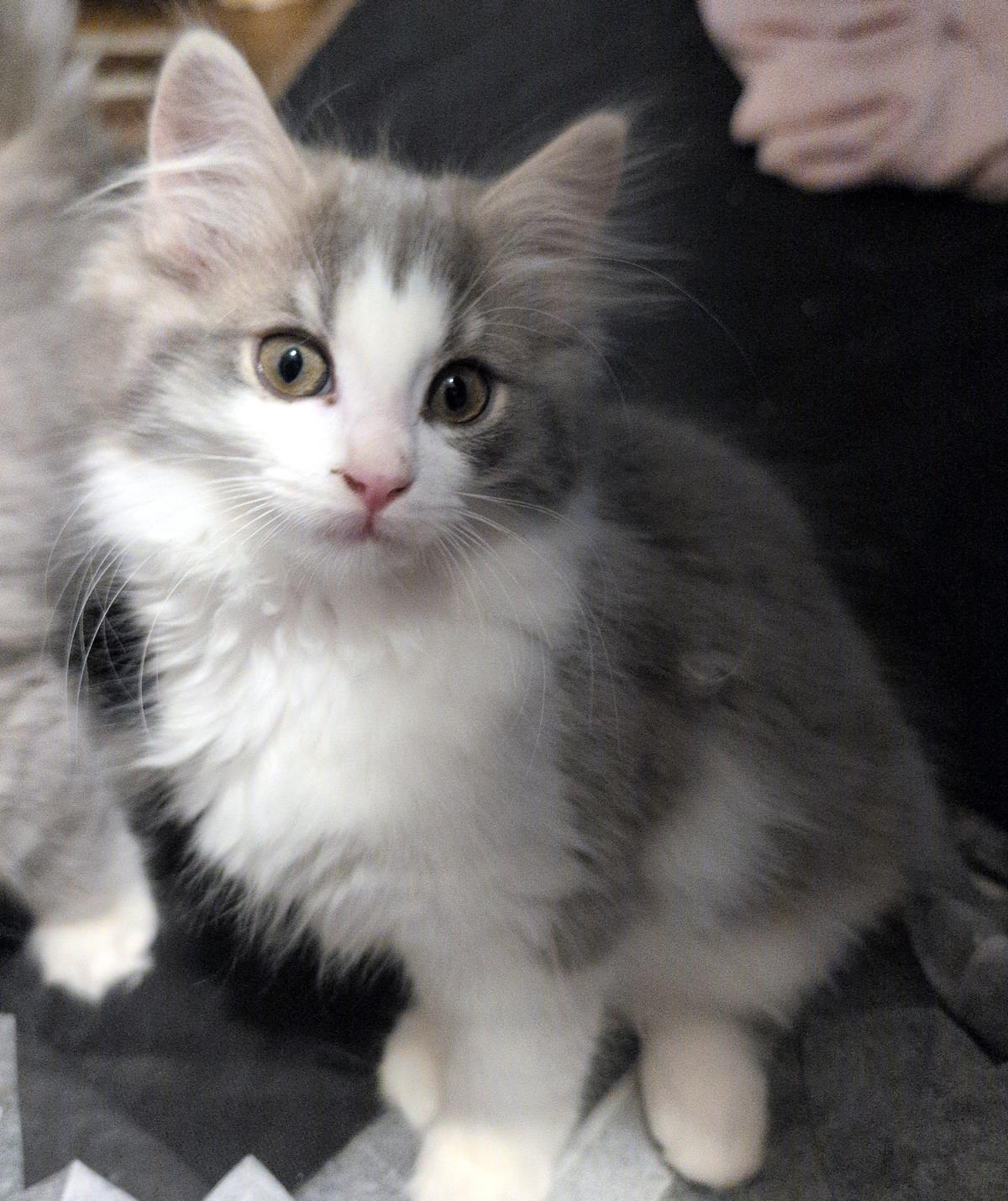 Mona ADOPTED!