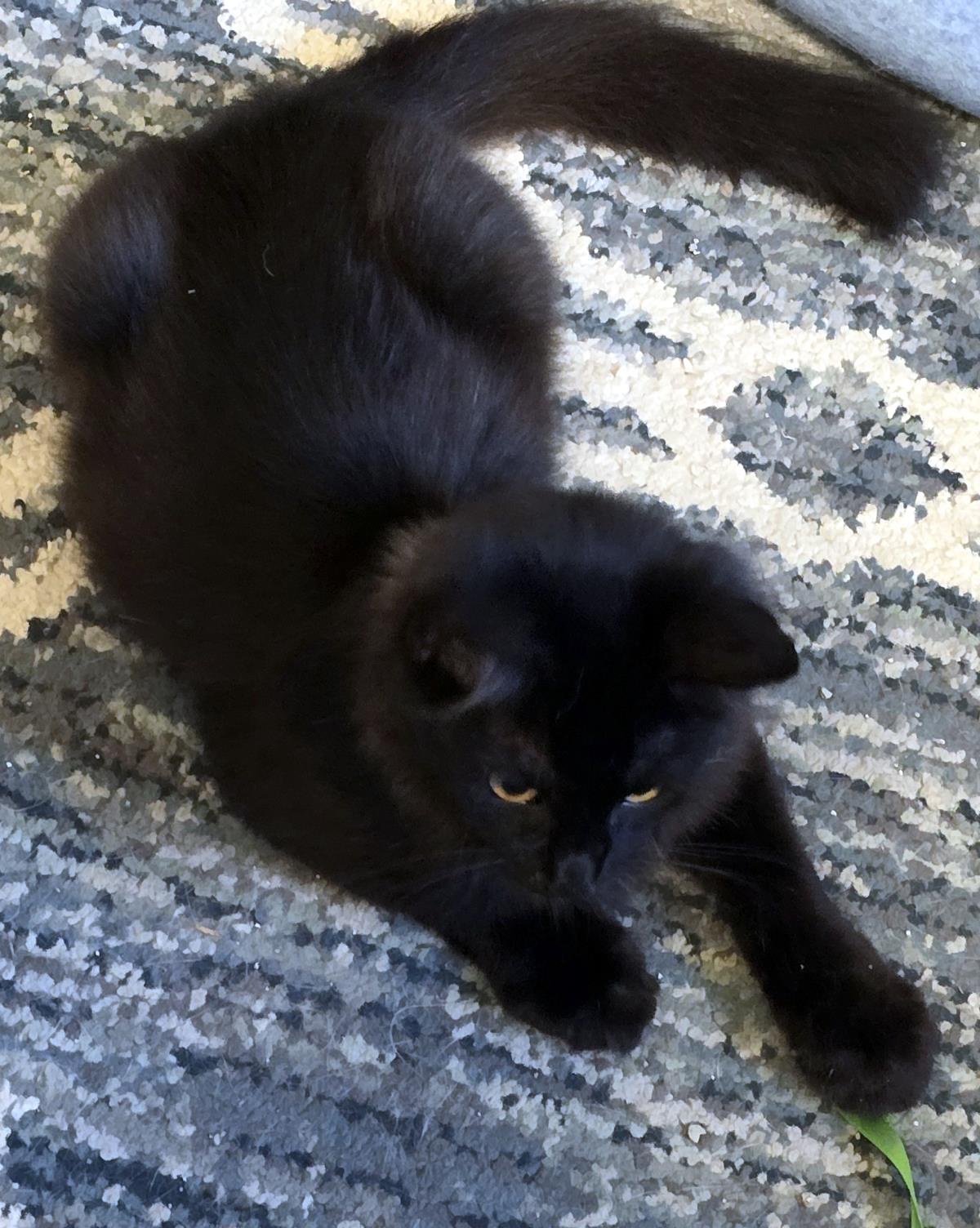 Panther