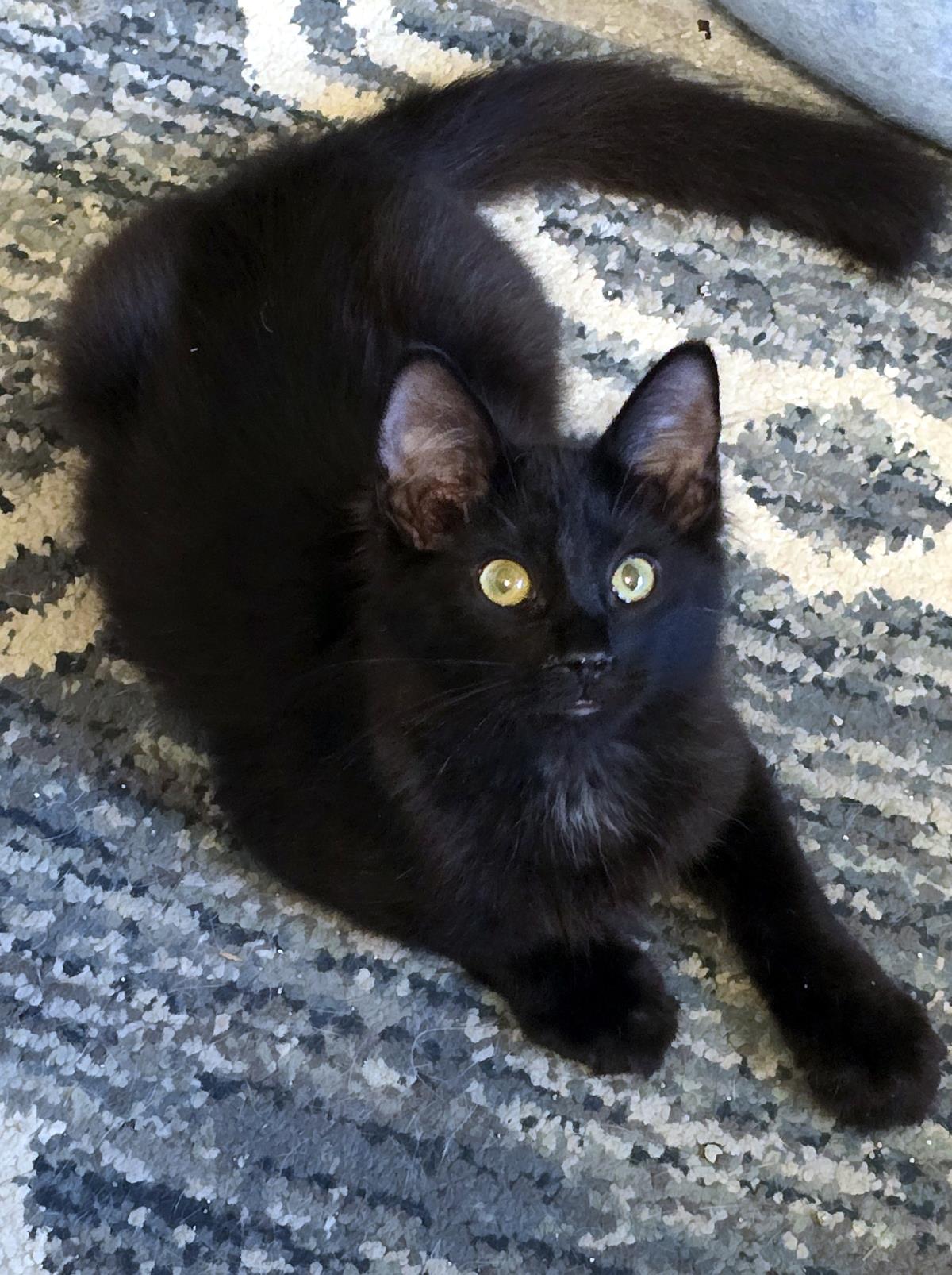 Panther