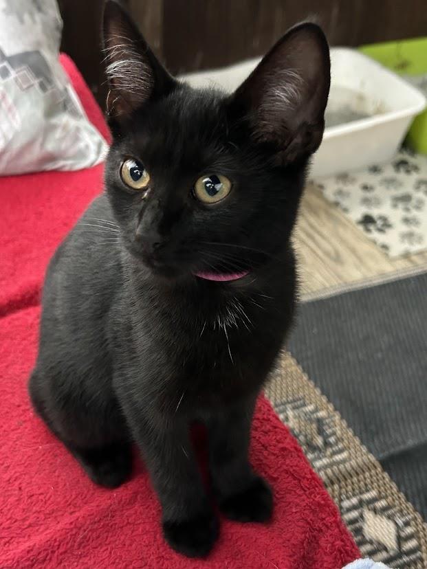 Pinky