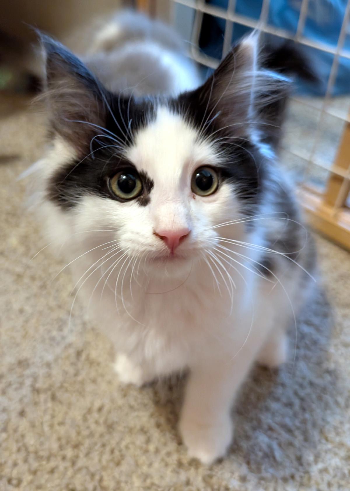 Rocky ADOPTED!