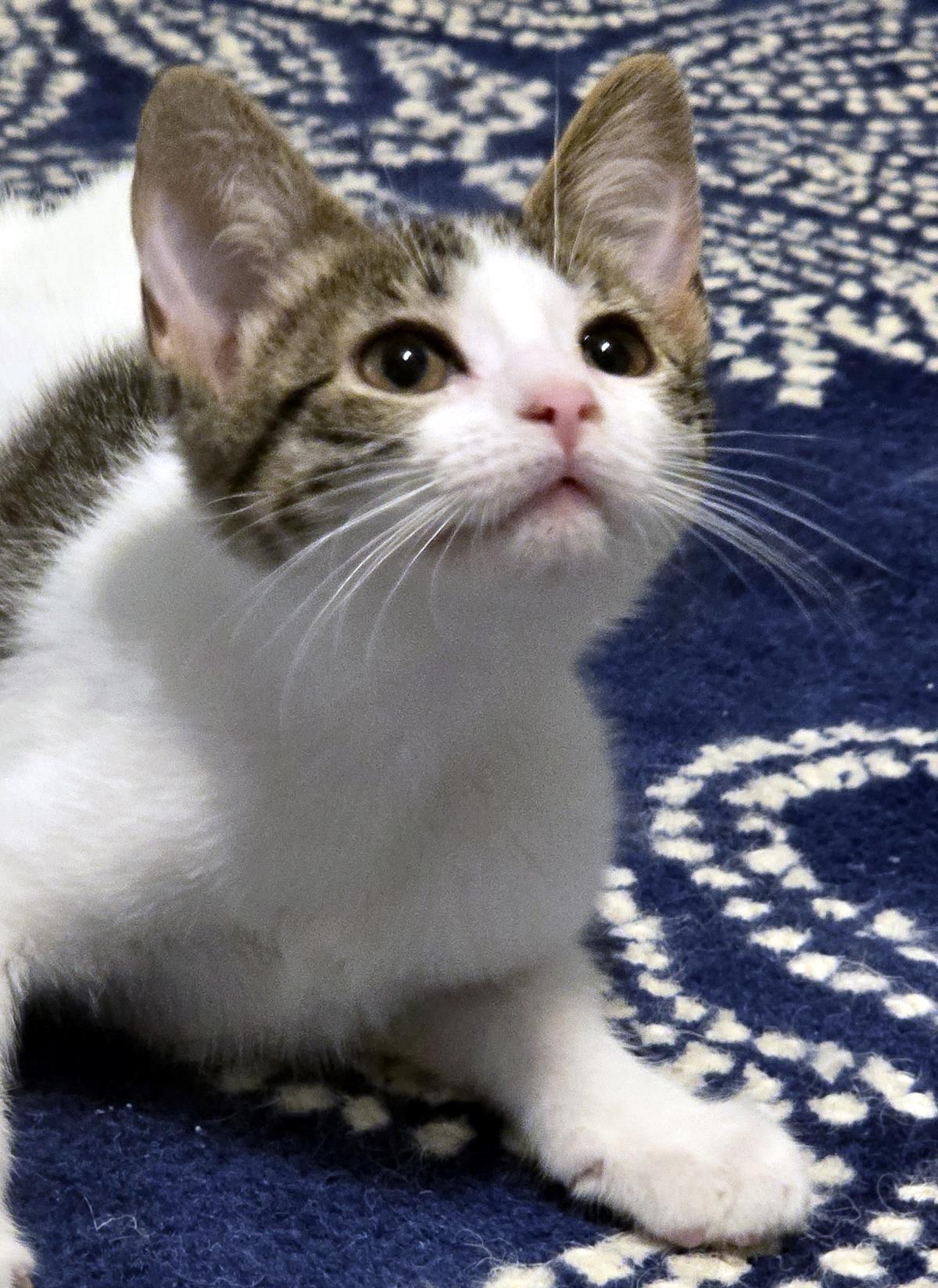 Rosie
