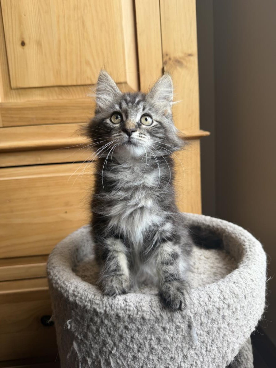Squirel