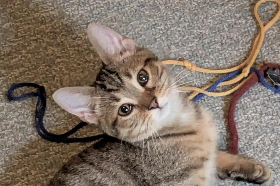 Tigger