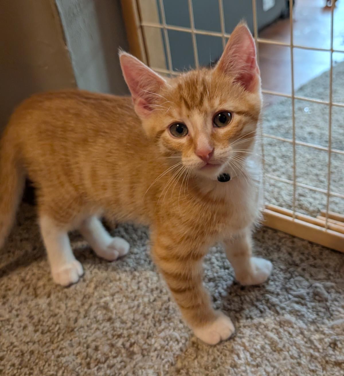 Butternut