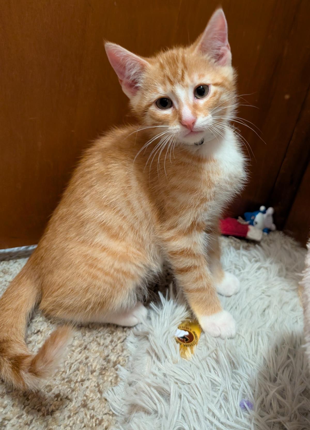 Butternut