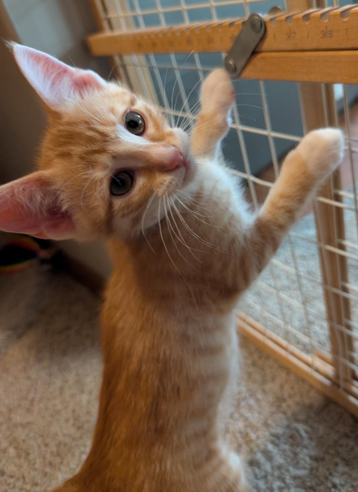 Butternut