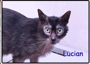 Lucian