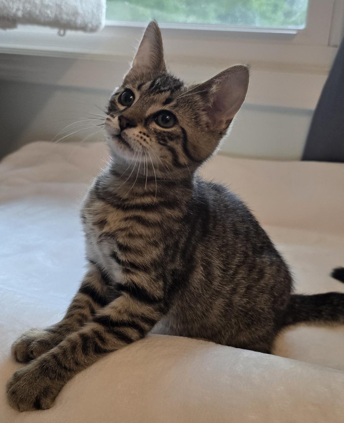 Simba