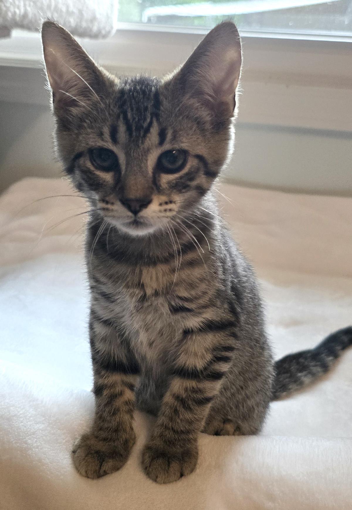 Simba