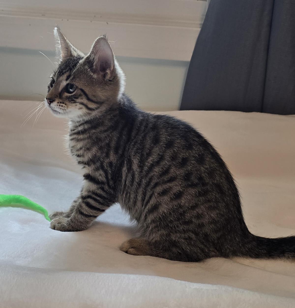 Simba